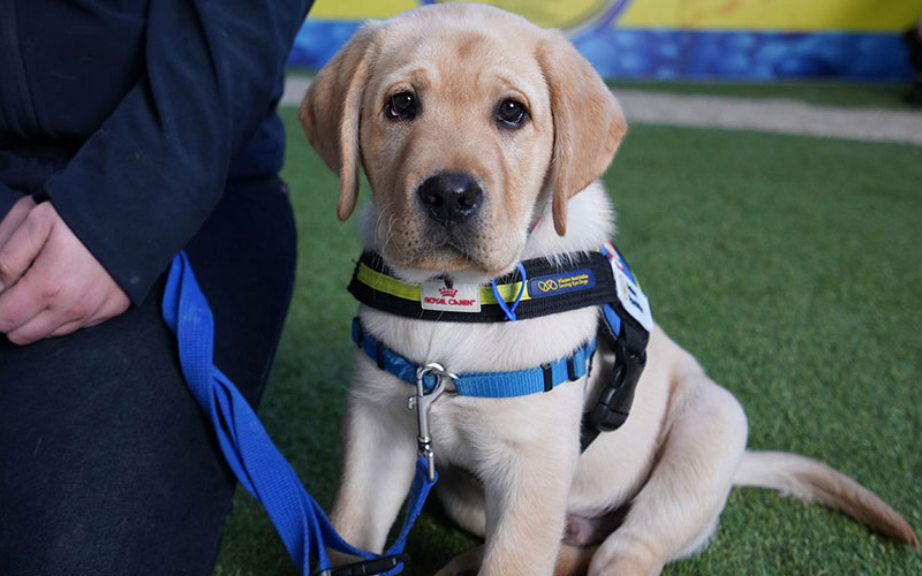 A young yellow Labrador Seeing Eye Dog puppy in training harness