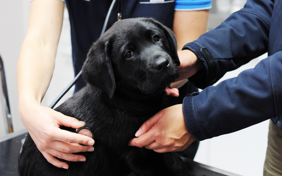 Young black Labrador Seeing Eye Dog sits on a table while listening to its heart beat with a stethoscope