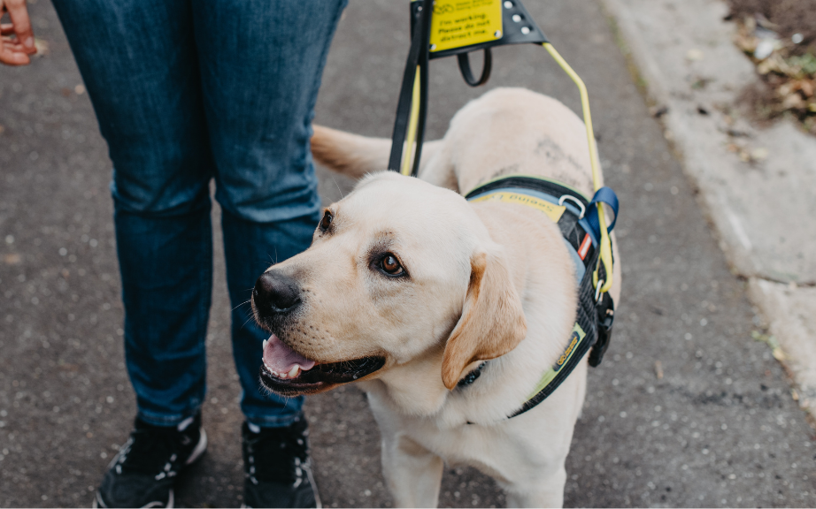 Yellow Labrador Seeing Eye Dog training in harness