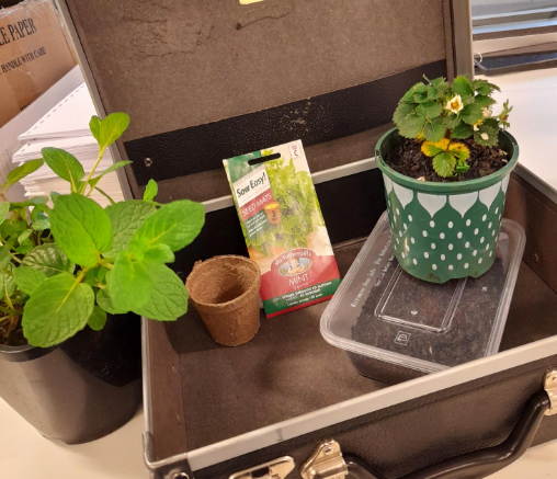 Let's Grow Seed pack: a suitcase with 2 plants, seed and soil