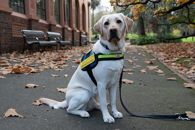 Seeing Eye Dog Iris sits on a path looking at the camera and wearing a harness