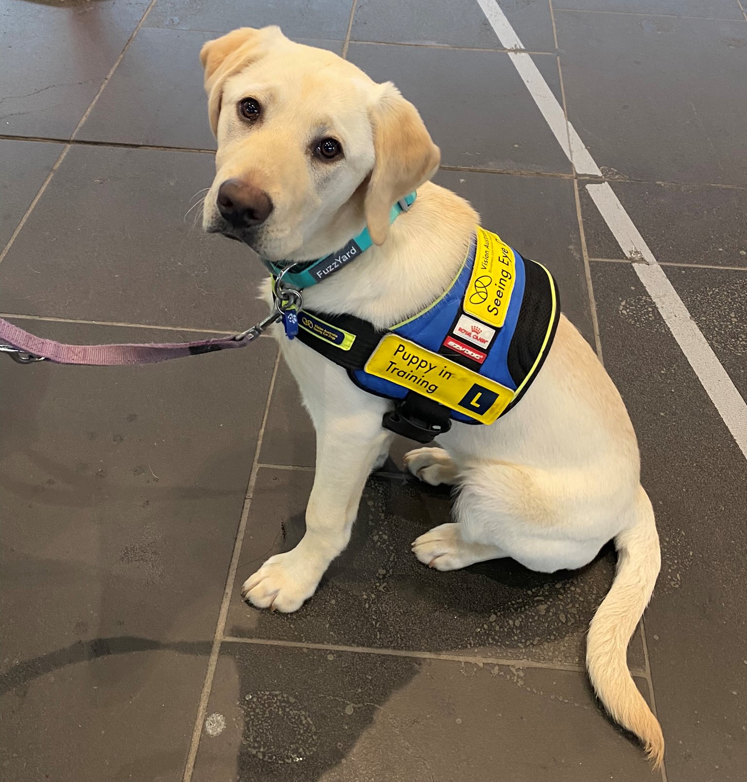 "Zsa Zsa, a yellow Seeing Eye Dog pup, sitting nicely at Flinders Street Station in Melbourne."