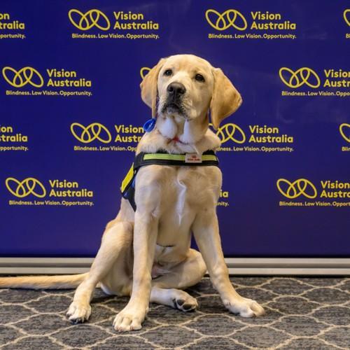 A Seeing Eye Dog is wearing an in-training vest, and is sitting in front of a backdrop that has the Vision Australia logo.